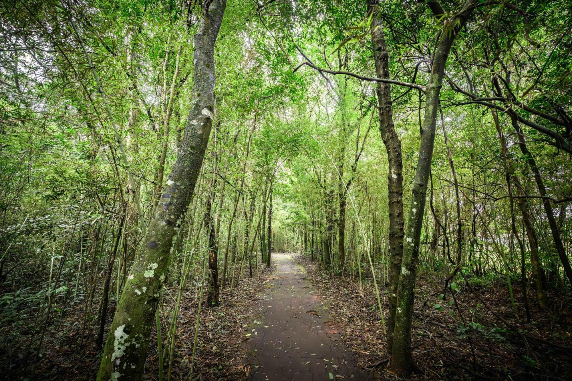 エグゼ ホテル カタラタス プエルト・イグアス エクステリア 写真 The path through the woods